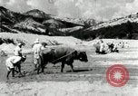 Standbild koreanischen Bauern sand Entfernen von Reis Bereich Korea, 1936, aus Sekunde 61 historischem Filmmaterial Videoclip 65675028843