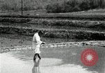 Standbild koreanischen Bauern streut Samen in Reis Bereich Korea, 1936, aus Sekunde 11 historischem Filmmaterial Videoclip 65675028844