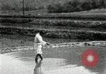 Standbild koreanischen Bauern streut Samen in Reis Bereich Korea, 1936, aus Sekunde 12 historischem Filmmaterial Videoclip 65675028844