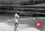 Standbild koreanischen Bauern streut Samen in Reis Bereich Korea, 1936, aus Sekunde 13 historischem Filmmaterial Videoclip 65675028844