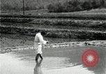 Standbild koreanischen Bauern streut Samen in Reis Bereich Korea, 1936, aus Sekunde 14 historischem Filmmaterial Videoclip 65675028844