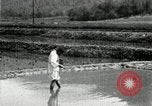 Standbild koreanischen Bauern streut Samen in Reis Bereich Korea, 1936, aus Sekunde 15 historischem Filmmaterial Videoclip 65675028844