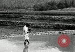 Standbild koreanischen Bauern streut Samen in Reis Bereich Korea, 1936, aus Sekunde 16 historischem Filmmaterial Videoclip 65675028844