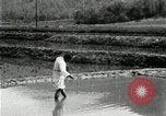 Standbild koreanischen Bauern streut Samen in Reis Bereich Korea, 1936, aus Sekunde 17 historischem Filmmaterial Videoclip 65675028844