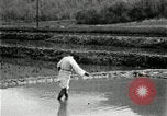 Standbild koreanischen Bauern streut Samen in Reis Bereich Korea, 1936, aus Sekunde 18 historischem Filmmaterial Videoclip 65675028844