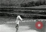 Standbild koreanischen Bauern streut Samen in Reis Bereich Korea, 1936, aus Sekunde 19 historischem Filmmaterial Videoclip 65675028844