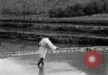 Standbild koreanischen Bauern streut Samen in Reis Bereich Korea, 1936, aus Sekunde 20 historischem Filmmaterial Videoclip 65675028844