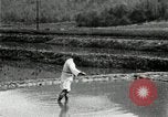 Standbild koreanischen Bauern streut Samen in Reis Bereich Korea, 1936, aus Sekunde 21 historischem Filmmaterial Videoclip 65675028844