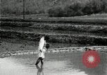 Standbild koreanischen Bauern streut Samen in Reis Bereich Korea, 1936, aus Sekunde 22 historischem Filmmaterial Videoclip 65675028844