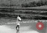 Standbild koreanischen Bauern streut Samen in Reis Bereich Korea, 1936, aus Sekunde 23 historischem Filmmaterial Videoclip 65675028844