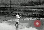 Standbild koreanischen Bauern streut Samen in Reis Bereich Korea, 1936, aus Sekunde 24 historischem Filmmaterial Videoclip 65675028844