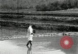 Standbild koreanischen Bauern streut Samen in Reis Bereich Korea, 1936, aus Sekunde 25 historischem Filmmaterial Videoclip 65675028844