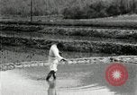 Standbild koreanischen Bauern streut Samen in Reis Bereich Korea, 1936, aus Sekunde 26 historischem Filmmaterial Videoclip 65675028844