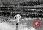 Standbild koreanischen Bauern streut Samen in Reis Bereich Korea, 1936, aus Sekunde 27 historischem Filmmaterial Videoclip 65675028844