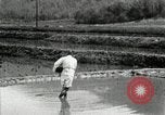 Standbild koreanischen Bauern streut Samen in Reis Bereich Korea, 1936, aus Sekunde 28 historischem Filmmaterial Videoclip 65675028844