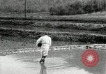 Standbild koreanischen Bauern streut Samen in Reis Bereich Korea, 1936, aus Sekunde 29 historischem Filmmaterial Videoclip 65675028844