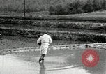 Standbild koreanischen Bauern streut Samen in Reis Bereich Korea, 1936, aus Sekunde 30 historischem Filmmaterial Videoclip 65675028844