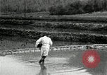 Standbild koreanischen Bauern streut Samen in Reis Bereich Korea, 1936, aus Sekunde 31 historischem Filmmaterial Videoclip 65675028844