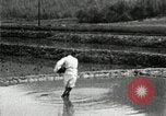 Standbild koreanischen Bauern streut Samen in Reis Bereich Korea, 1936, aus Sekunde 32 historischem Filmmaterial Videoclip 65675028844