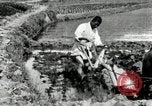 Standbild koreanischen Landwirt das Ox-pflügen Korea, 1936, aus Sekunde 23 historischem Filmmaterial Videoclip 65675028845