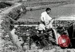 Standbild koreanischen Landwirt das Ox-pflügen Korea, 1936, aus Sekunde 25 historischem Filmmaterial Videoclip 65675028845