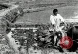 Standbild koreanischen Landwirt das Ox-pflügen Korea, 1936, aus Sekunde 27 historischem Filmmaterial Videoclip 65675028845