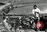 Standbild koreanischen Landwirt das Ox-pflügen Korea, 1936, aus Sekunde 28 historischem Filmmaterial Videoclip 65675028845