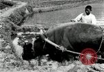 Standbild koreanischen Landwirt das Ox-pflügen Korea, 1936, aus Sekunde 29 historischem Filmmaterial Videoclip 65675028845