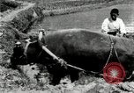 Standbild koreanischen Landwirt das Ox-pflügen Korea, 1936, aus Sekunde 30 historischem Filmmaterial Videoclip 65675028845