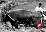 Standbild koreanischen Landwirt das Ox-pflügen Korea, 1936, aus Sekunde 31 historischem Filmmaterial Videoclip 65675028845