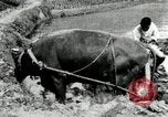 Standbild koreanischen Landwirt das Ox-pflügen Korea, 1936, aus Sekunde 32 historischem Filmmaterial Videoclip 65675028845