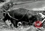 Standbild koreanischen Landwirt das Ox-pflügen Korea, 1936, aus Sekunde 33 historischem Filmmaterial Videoclip 65675028845