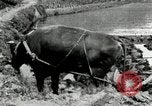 Standbild koreanischen Landwirt das Ox-pflügen Korea, 1936, aus Sekunde 34 historischem Filmmaterial Videoclip 65675028845