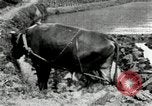 Standbild koreanischen Landwirt das Ox-pflügen Korea, 1936, aus Sekunde 35 historischem Filmmaterial Videoclip 65675028845