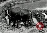 Standbild koreanischen Landwirt das Ox-pflügen Korea, 1936, aus Sekunde 36 historischem Filmmaterial Videoclip 65675028845