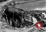 Standbild koreanischen Landwirt das Ox-pflügen Korea, 1936, aus Sekunde 37 historischem Filmmaterial Videoclip 65675028845