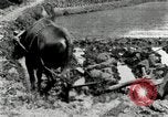Standbild koreanischen Landwirt das Ox-pflügen Korea, 1936, aus Sekunde 38 historischem Filmmaterial Videoclip 65675028845