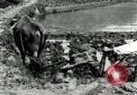 Standbild koreanischen Landwirt das Ox-pflügen Korea, 1936, aus Sekunde 39 historischem Filmmaterial Videoclip 65675028845