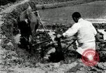 Standbild koreanischen Landwirt das Ox-pflügen Korea, 1936, aus Sekunde 40 historischem Filmmaterial Videoclip 65675028845