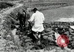 Standbild koreanischen Landwirt das Ox-pflügen Korea, 1936, aus Sekunde 43 historischem Filmmaterial Videoclip 65675028845