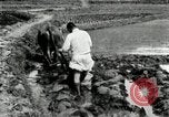 Standbild koreanischen Landwirt das Ox-pflügen Korea, 1936, aus Sekunde 44 historischem Filmmaterial Videoclip 65675028845
