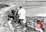 Standbild koreanischen Landwirt das Ox-pflügen Korea, 1936, aus Sekunde 45 historischem Filmmaterial Videoclip 65675028845
