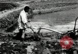 Standbild koreanischen Landwirt das Ox-pflügen Korea, 1936, aus Sekunde 46 historischem Filmmaterial Videoclip 65675028845