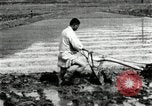 Standbild koreanischen Landwirt das Ox-pflügen Korea, 1936, aus Sekunde 50 historischem Filmmaterial Videoclip 65675028845