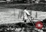 Standbild koreanischen Landwirt das Ox-pflügen Korea, 1936, aus Sekunde 53 historischem Filmmaterial Videoclip 65675028845