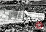 Standbild koreanischen Landwirt das Ox-pflügen Korea, 1936, aus Sekunde 54 historischem Filmmaterial Videoclip 65675028845