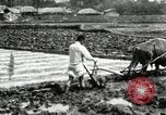 Standbild koreanischen Landwirt das Ox-pflügen Korea, 1936, aus Sekunde 57 historischem Filmmaterial Videoclip 65675028845