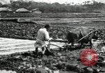 Standbild koreanischen Landwirt das Ox-pflügen Korea, 1936, aus Sekunde 59 historischem Filmmaterial Videoclip 65675028845