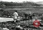 Standbild koreanischen Landwirt das Ox-pflügen Korea, 1936, aus Sekunde 61 historischem Filmmaterial Videoclip 65675028845