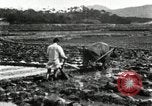 Standbild koreanischen Landwirt das Ox-pflügen Korea, 1936, aus Sekunde 62 historischem Filmmaterial Videoclip 65675028845